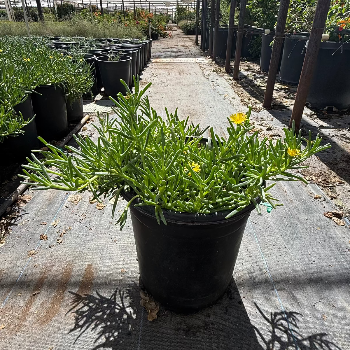 ice plant in a pot Rocky Point Ice Plant Phoenix, AZ | Malephora lutea