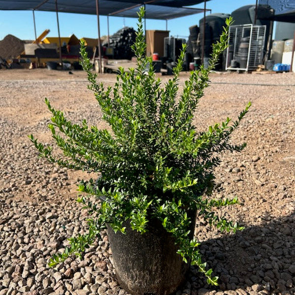 Buy Roman Myrtle Phoenix, AZ | Myrtus communis | Three Timbers
