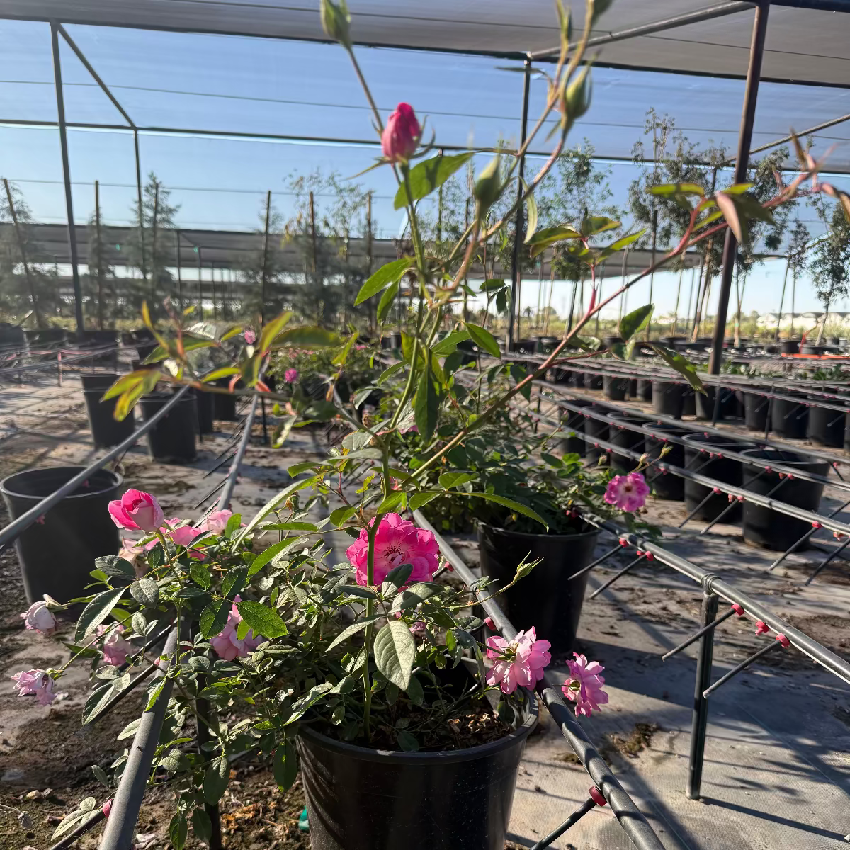 Buy Pink Iceberg Rose Phoenix, AZ | Rosa Iceberg | Three Timbers