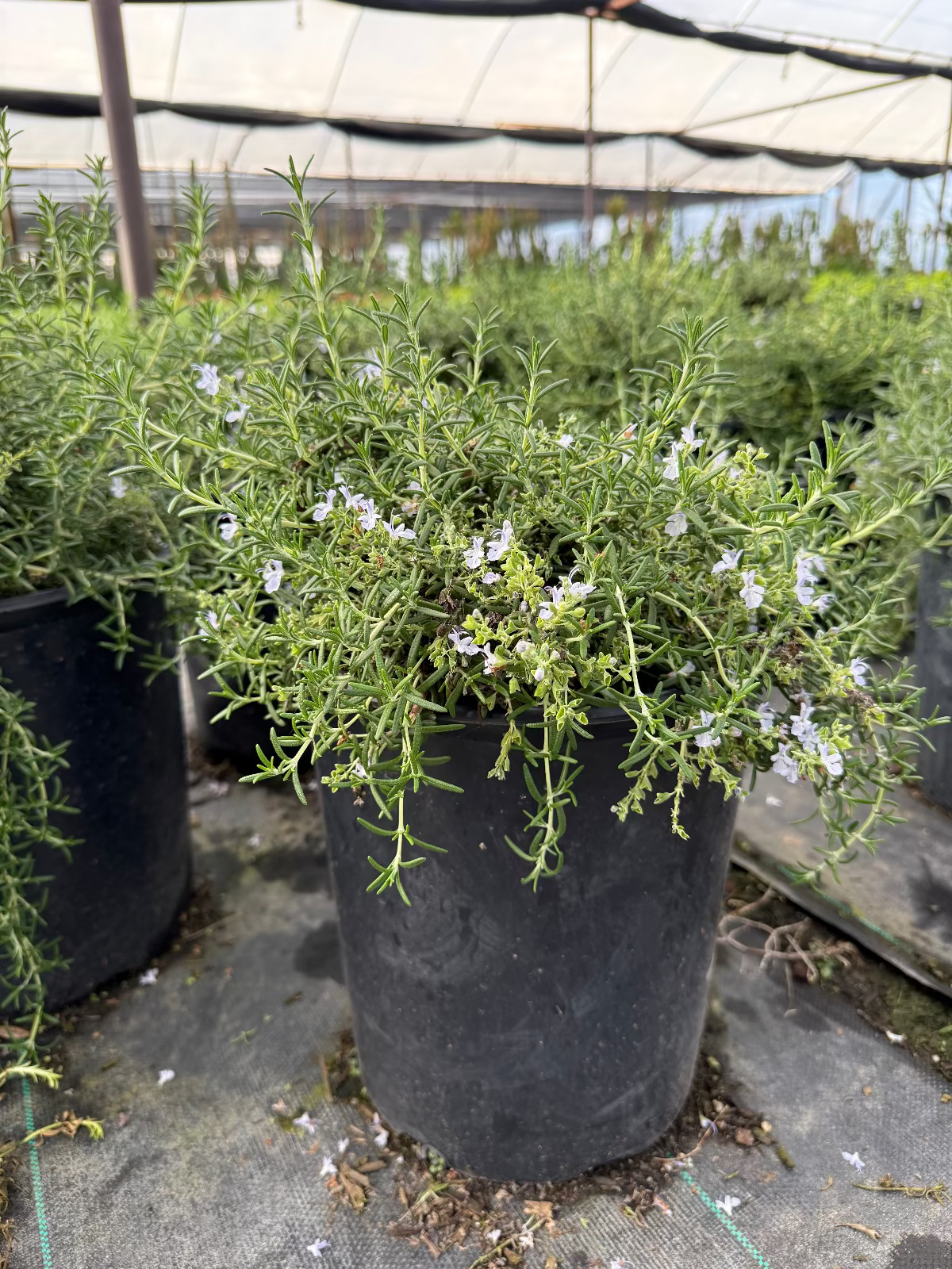 Trailing Rosemary