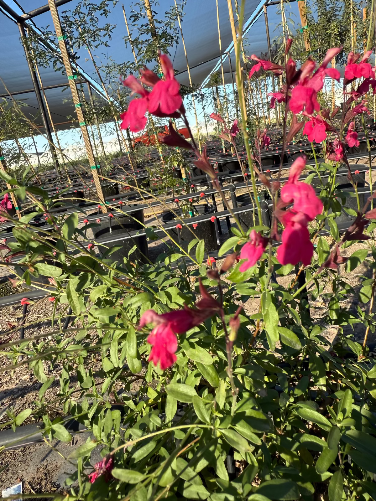 Close-up of Autumn Sage Hot Pink (Salvia greggii) vivid pink blooms in nursery greenhouse — Phoenix, AZ