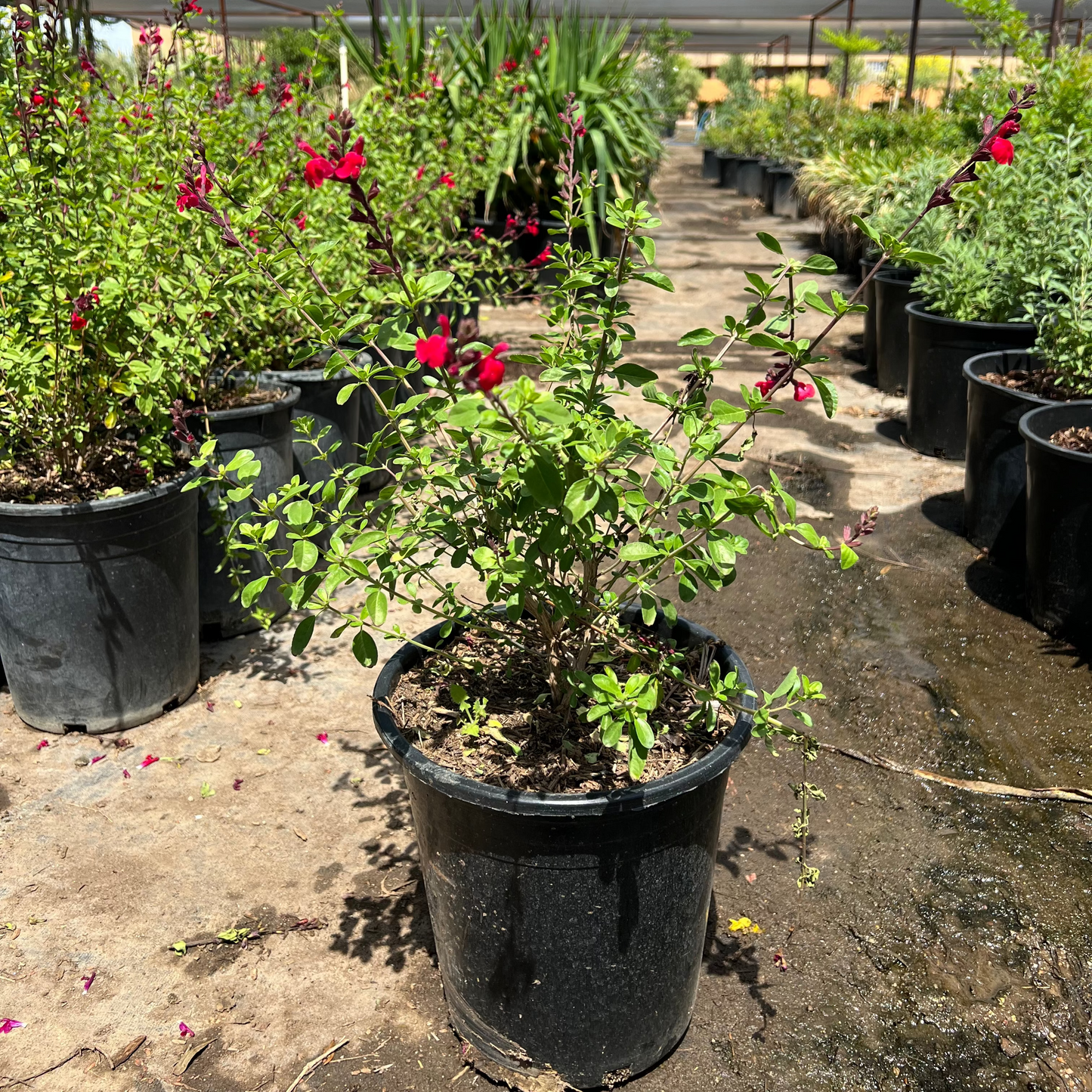 Autumn Sage Furman's Red (Salvia greggii) 5-gallon with crimson blooms in nursery greenhouse — Phoenix, AZ