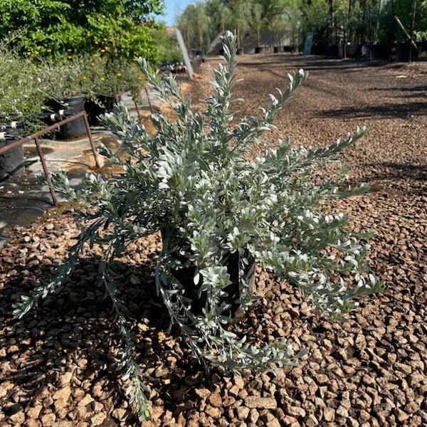 5 gallon Silver Bush Morning Glory (Convolvulus cneorum) with silvery foliage in nursery — Phoenix, AZ
