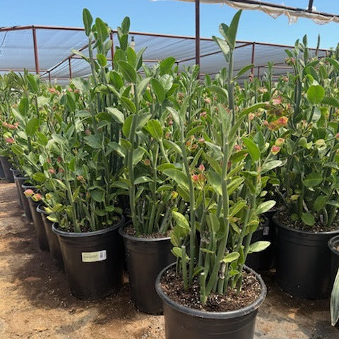 5 gallon Lady Slipper (Pedilanthus macrocarpus) plants in nursery pots — Phoenix, AZ