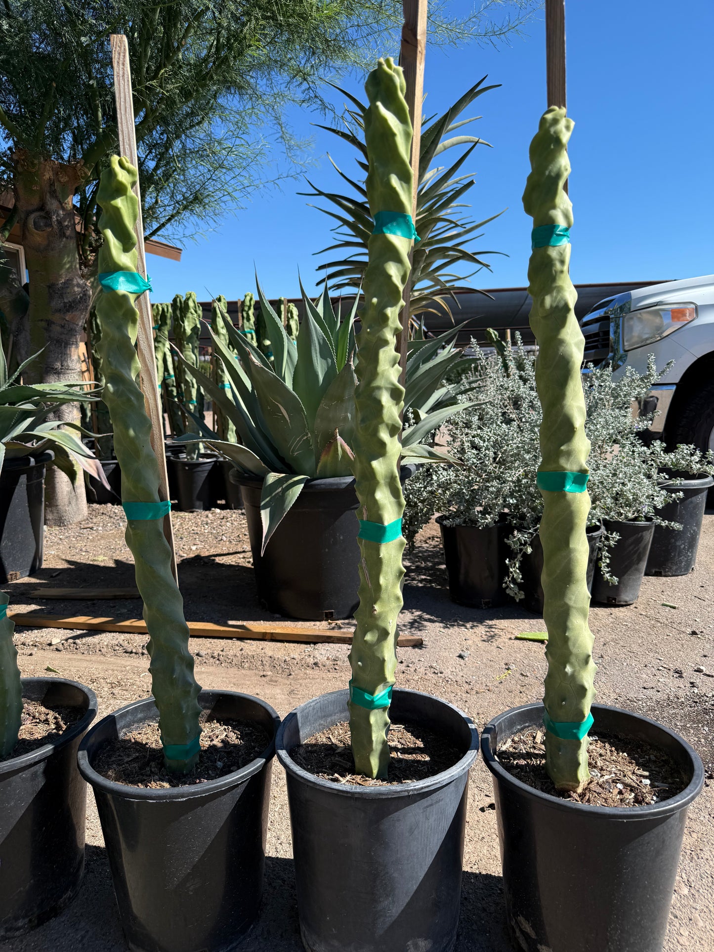 5 gallon Spiral Totem Pole cactus (Lophocereus schottii Spiralis) in nursery pots — Phoenix, AZ