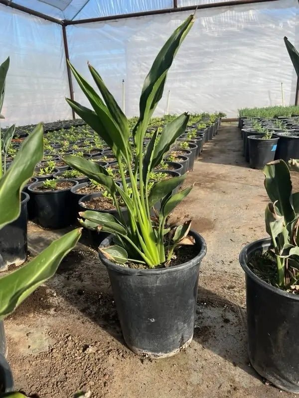 5 gallon Tropical Bird of Paradise (Strelitzia reginae) plants in black nursery pots in greenhouse — Phoenix, AZ