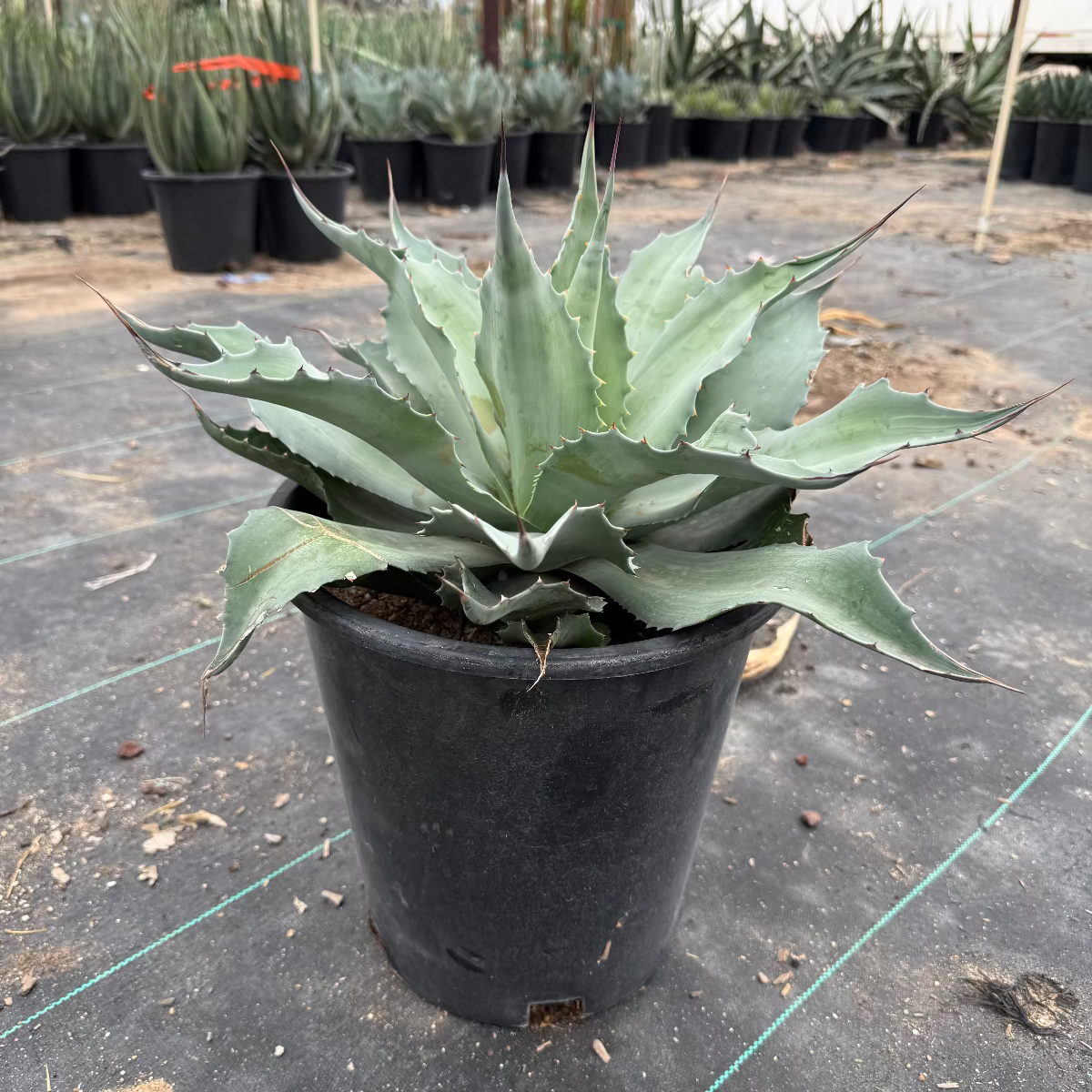 Buy Whale's Tongue Agave Phoenix | Agave ovatifolia | Three