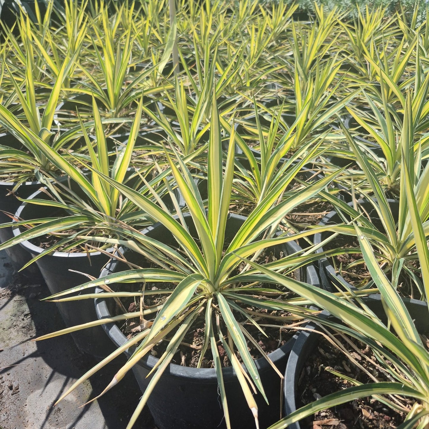 5 gallon Color Guard Yucca (Yucca filamentosa) with gold-and-green variegated leaves in nursery — Phoenix, AZ