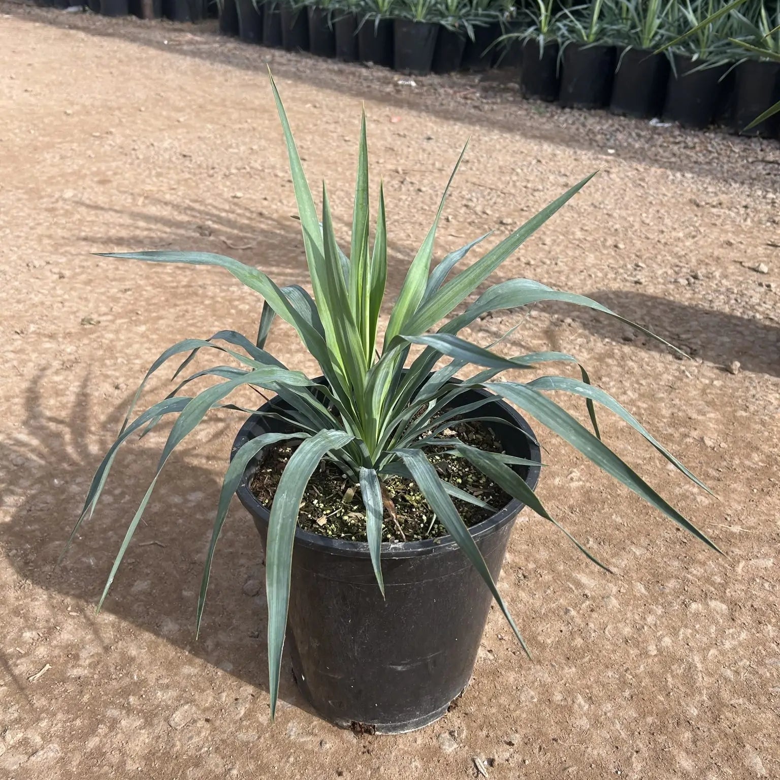 soil for yucca cane Soft Leaf Yucca Phoenix, AZ | Yucca pendula