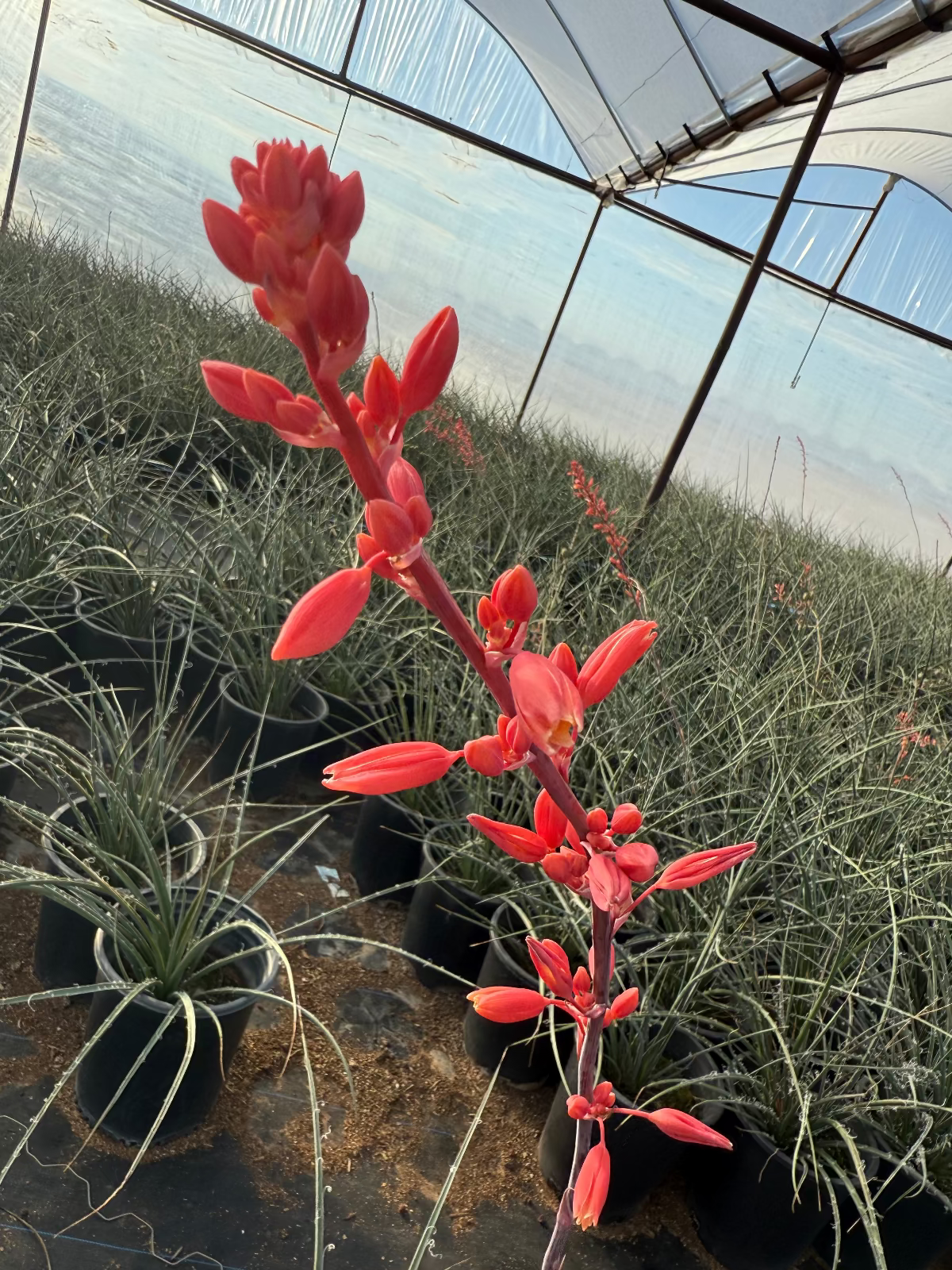 Red Yucca