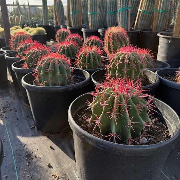 7 gallon Mexican Fire Barrel (Ferocactus pringlei) plants with red spines in black nursery pots — Phoenix, AZ
