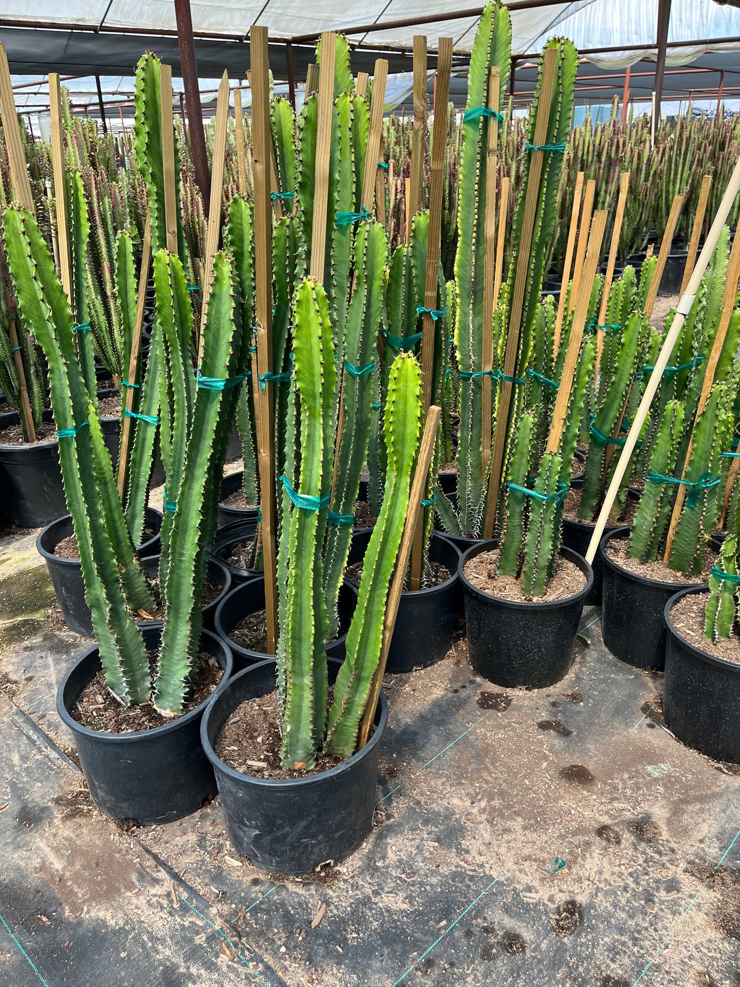 Chocolate Drops Euphorbia (Euphorbia ingens) 7 gallon plants in nursery pots on concrete — Phoenix, AZ