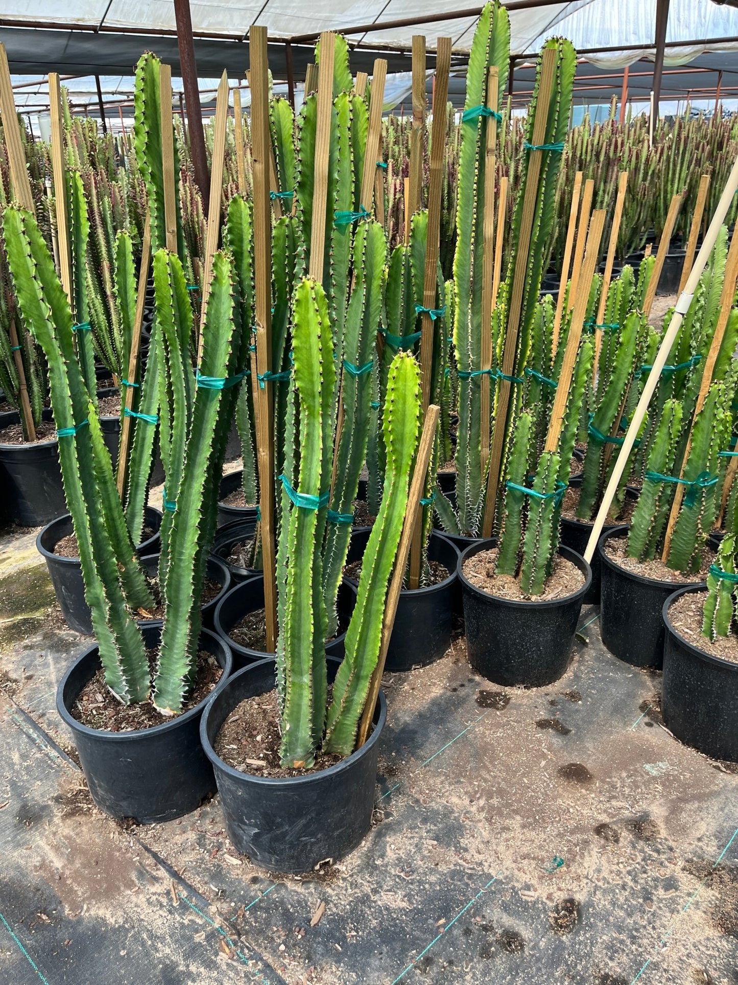 Chocolate Drops Euphorbia (Euphorbia ingens) 7 gallon plants in nursery pots on concrete — Phoenix, AZ