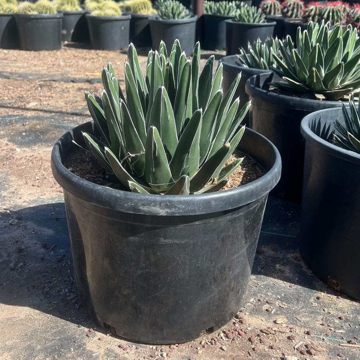 pots for agave plants Buy Queen Victoria Agave Phoenix, AZ | Agave victoriae-reginae