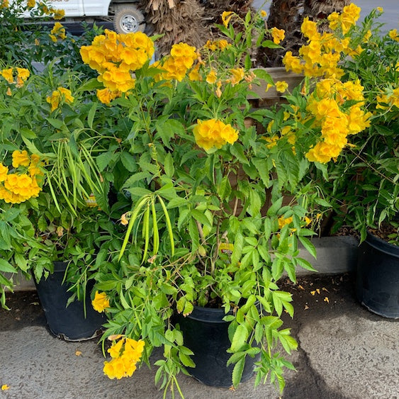 Arizona Yellow Bells Staked