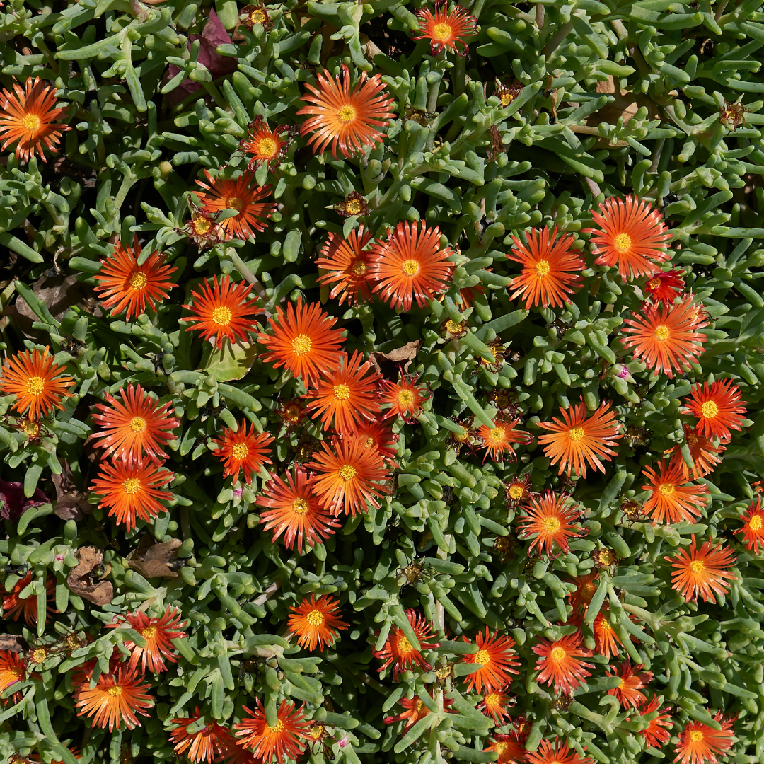 AZ Ice Plant Copper (Malephora crocea) vibrant orange flowers covering succulent ground cover — Phoenix, AZ