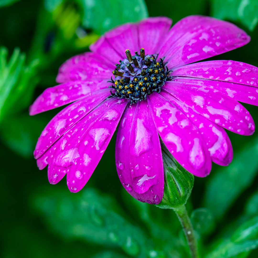African Daisy Purple (Osteospermum) with vivid purple blooms — Phoenix, AZ