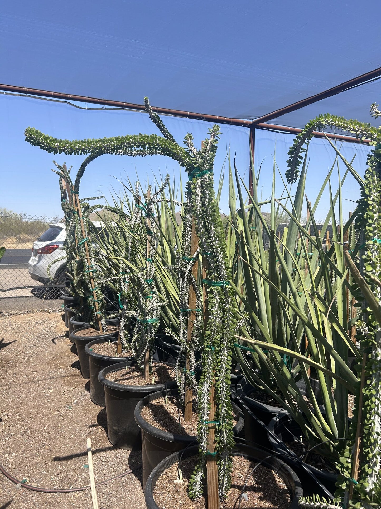 African Ocotillo