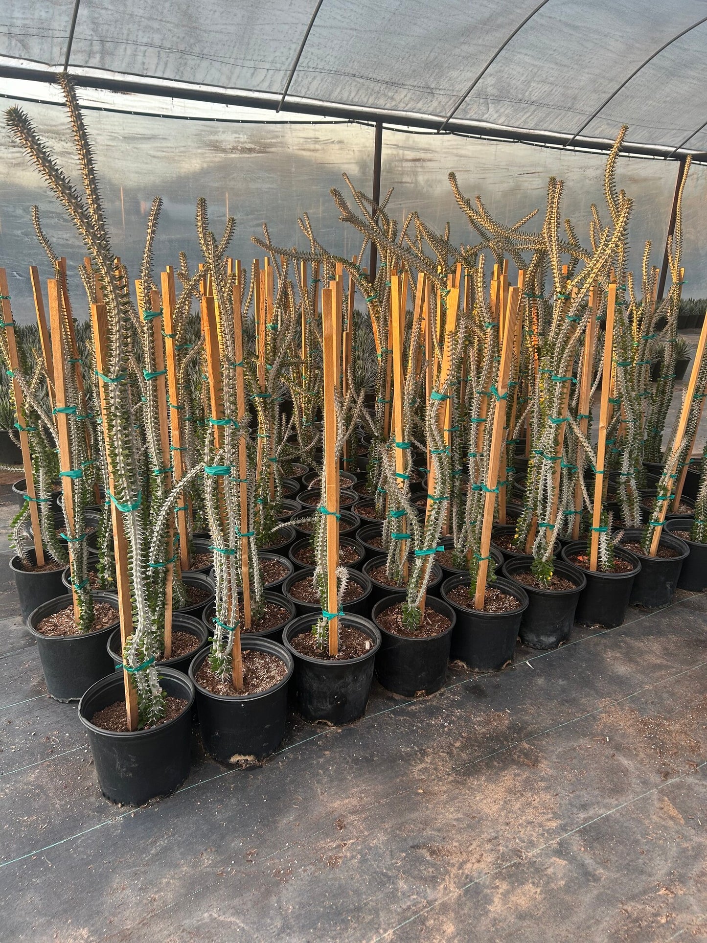 African Ocotillo - 3-5 Gallon