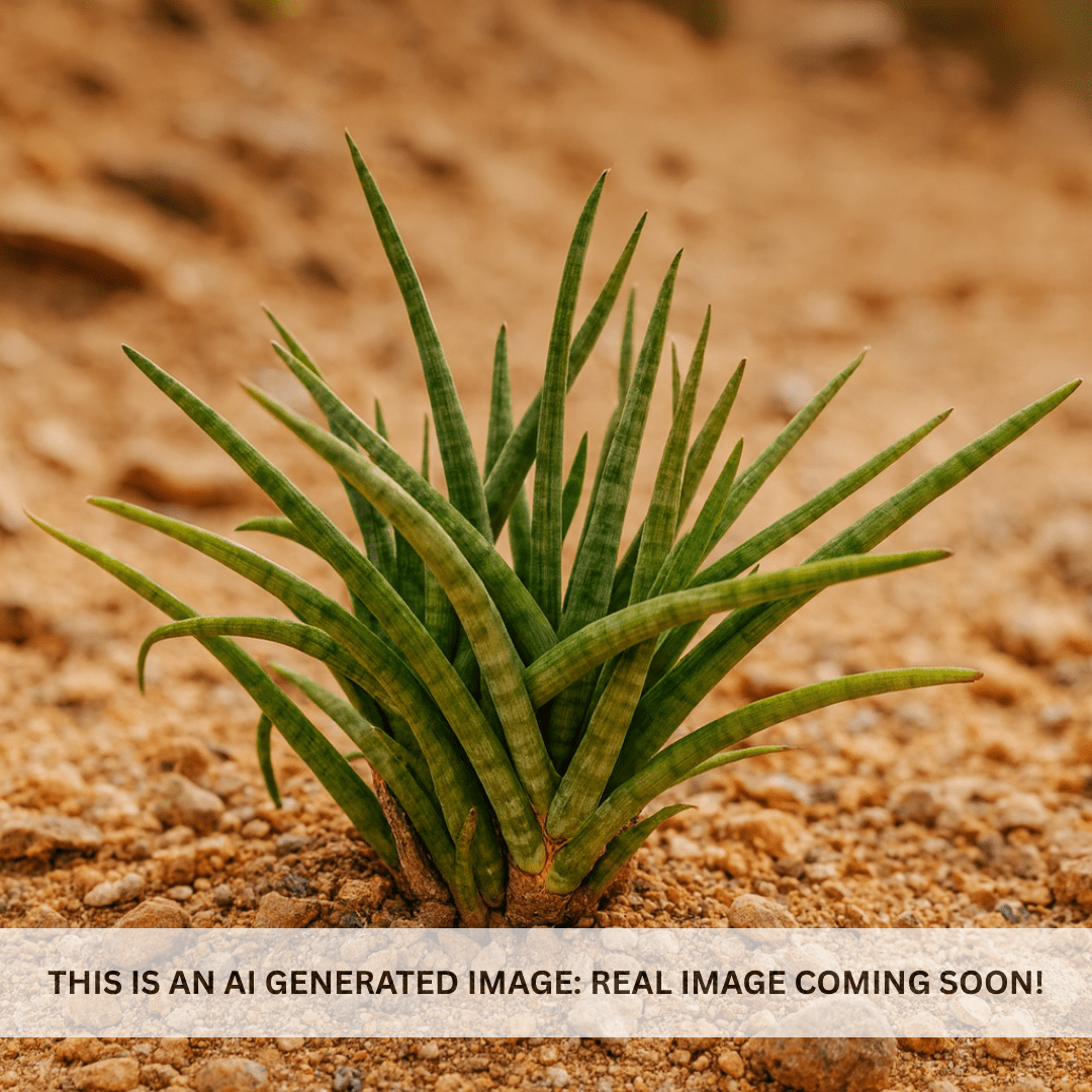 African Spear (Sansevieria cylindrica) cylindrical succulent with spear-shaped leaves in desert setting — Phoenix, AZ