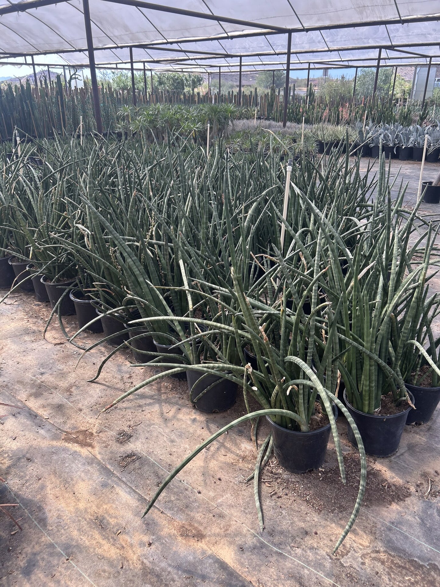 African Spear 3/5 Gallon