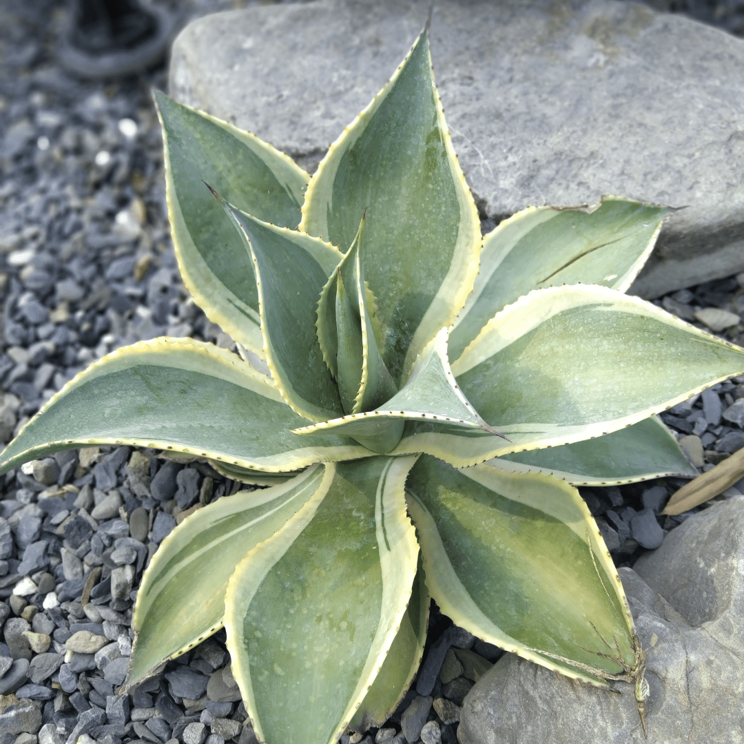 Agave Celsii (Cels's Agave) blue-green rosette succulent — Phoenix, AZ