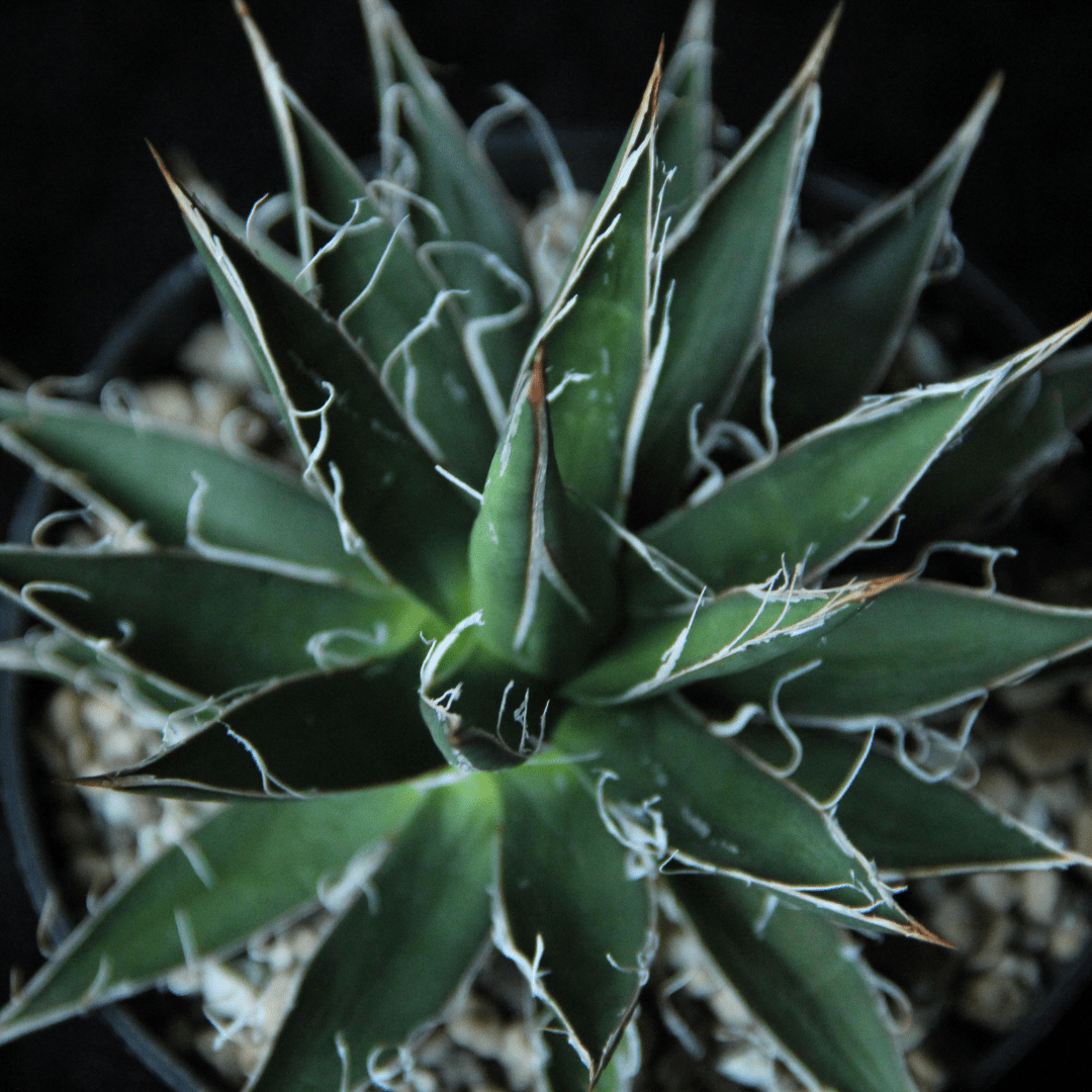 Agave Filifera (Agave filifera) close-up showing dark green rosette with white thread filaments — Phoenix, AZ