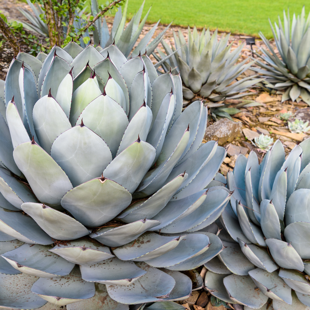 Agave Mescal Ceniza