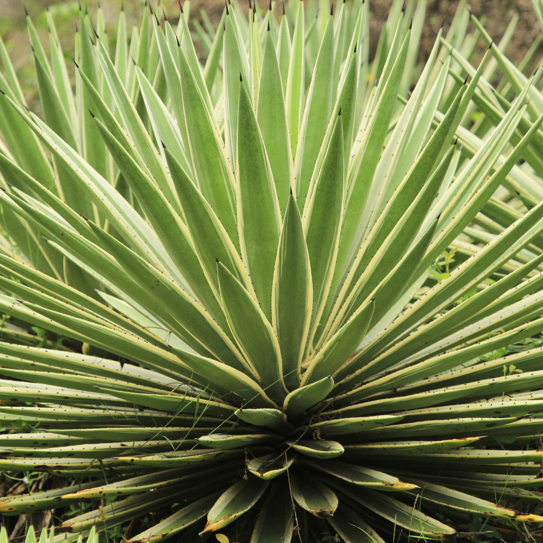 Agave Sisalana-variegated