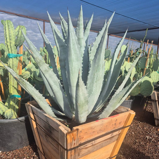 Century Plant