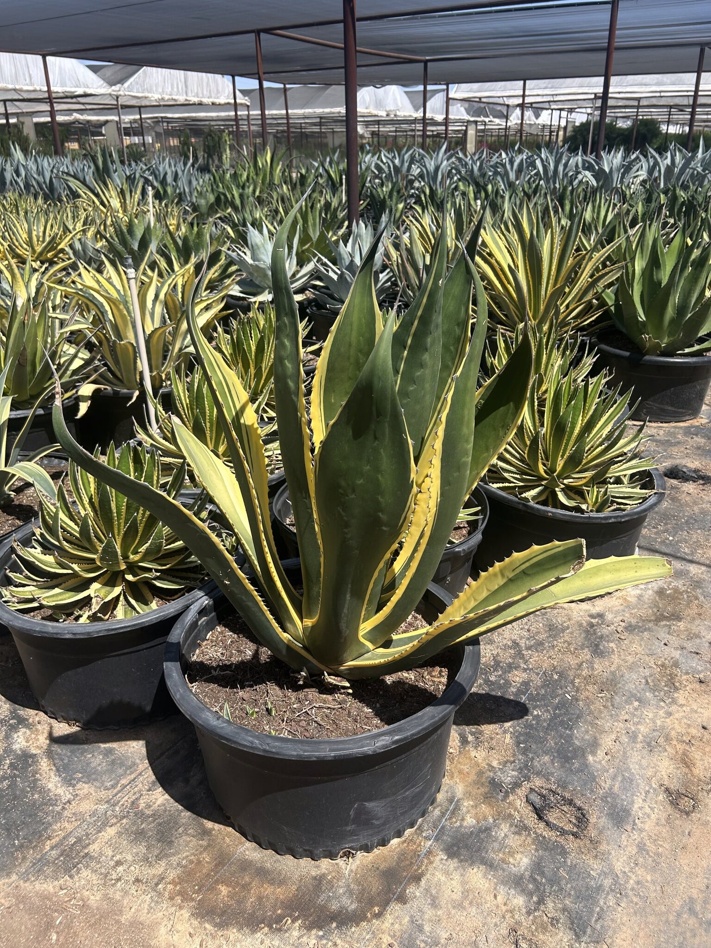 Agave 'Butterfingers' - 24"/25 Gallon
