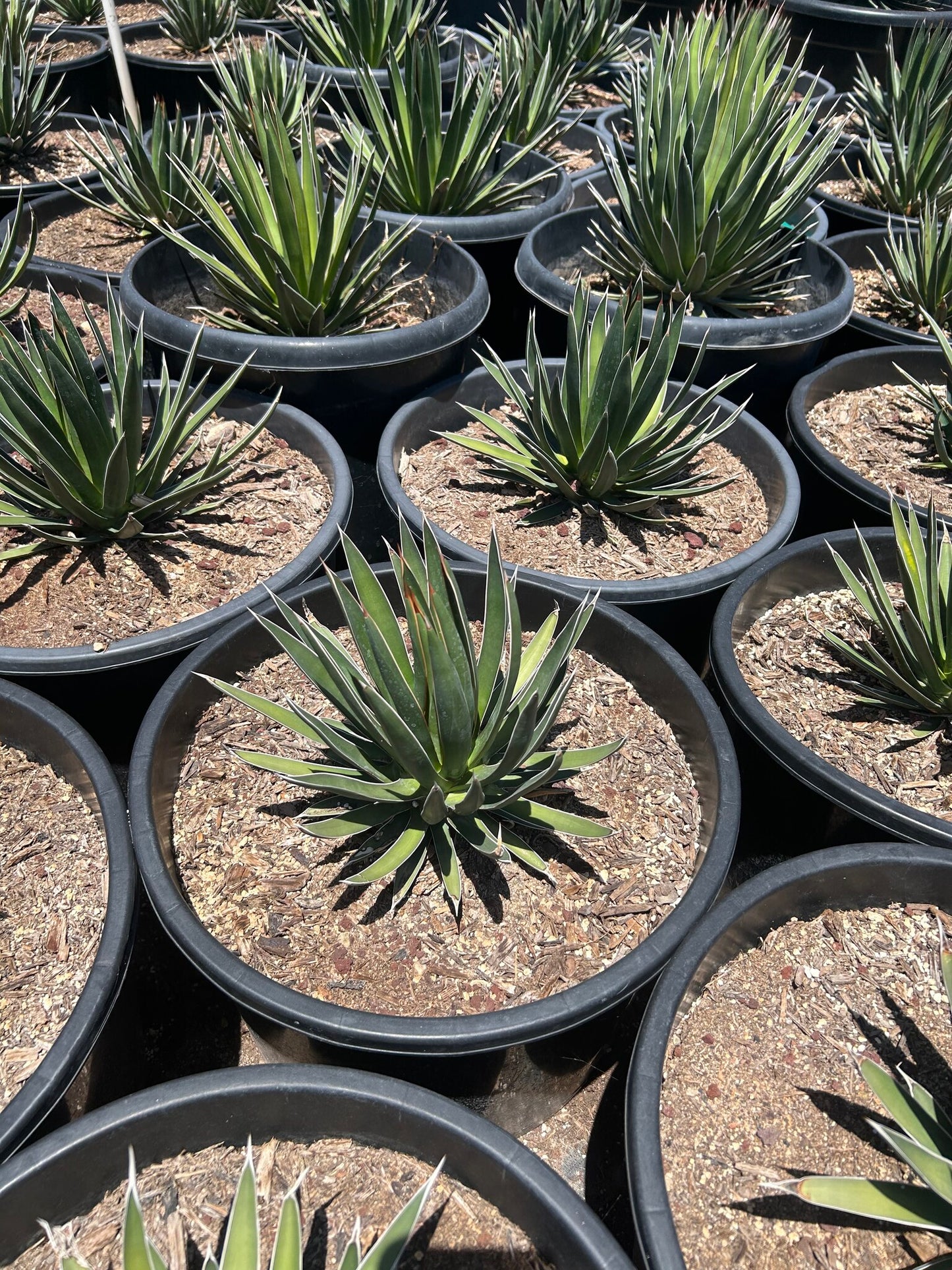 Agave ocahui