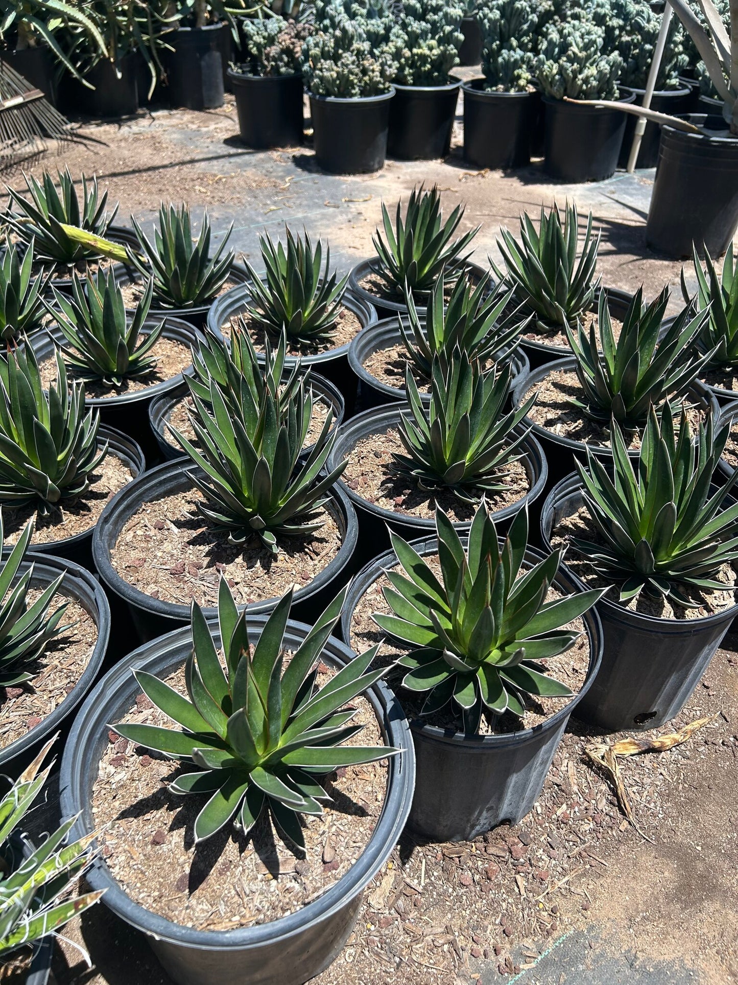 Agave ocahui