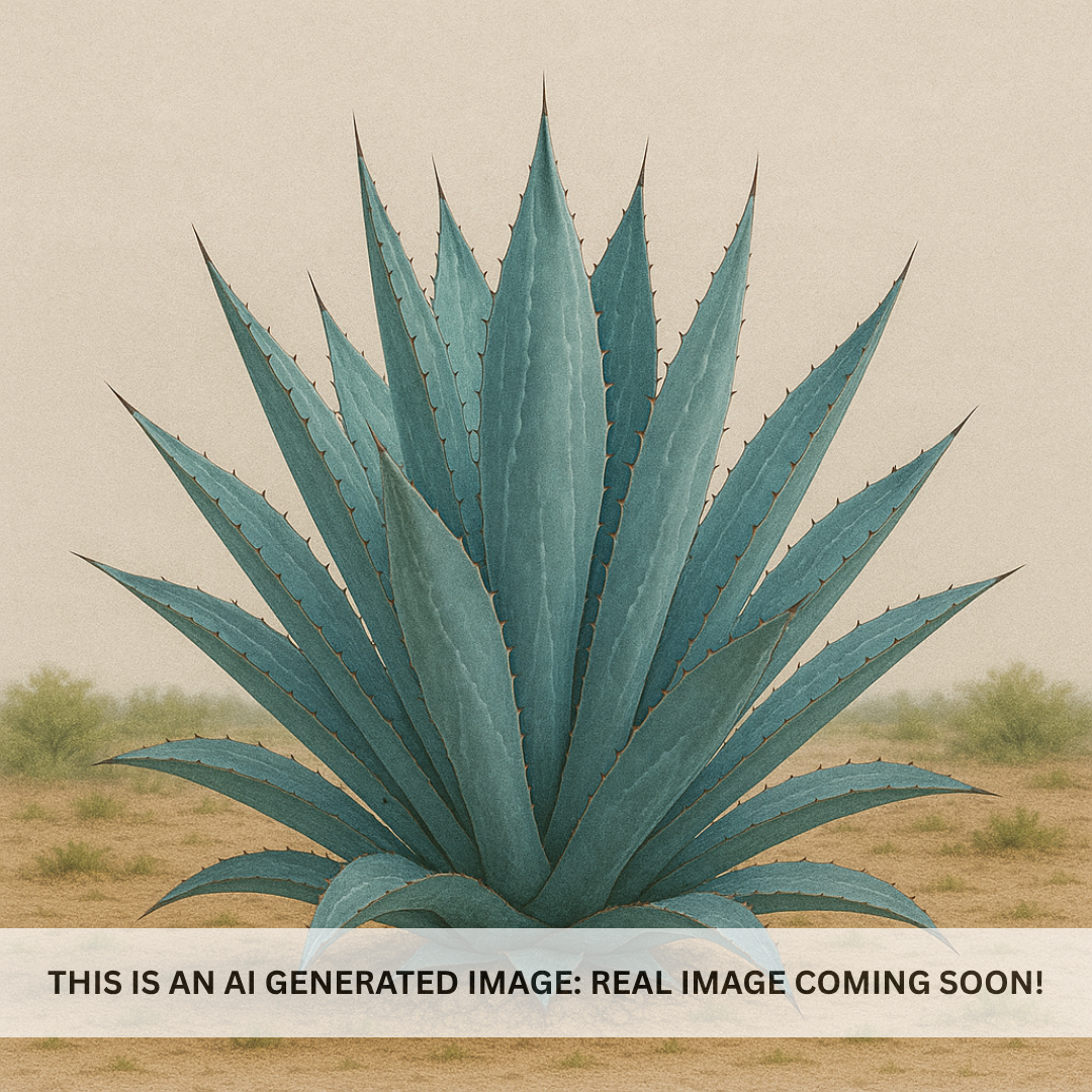 Agave americana 'Electric Blue'