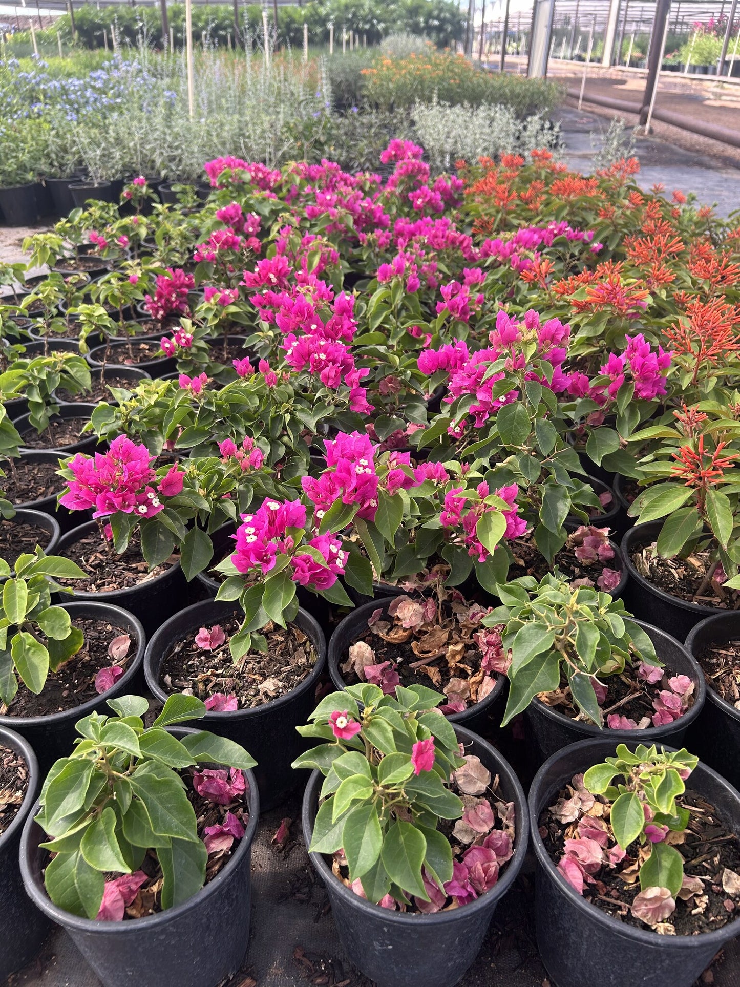 Alexandra Bougainvillea 1 Gallon