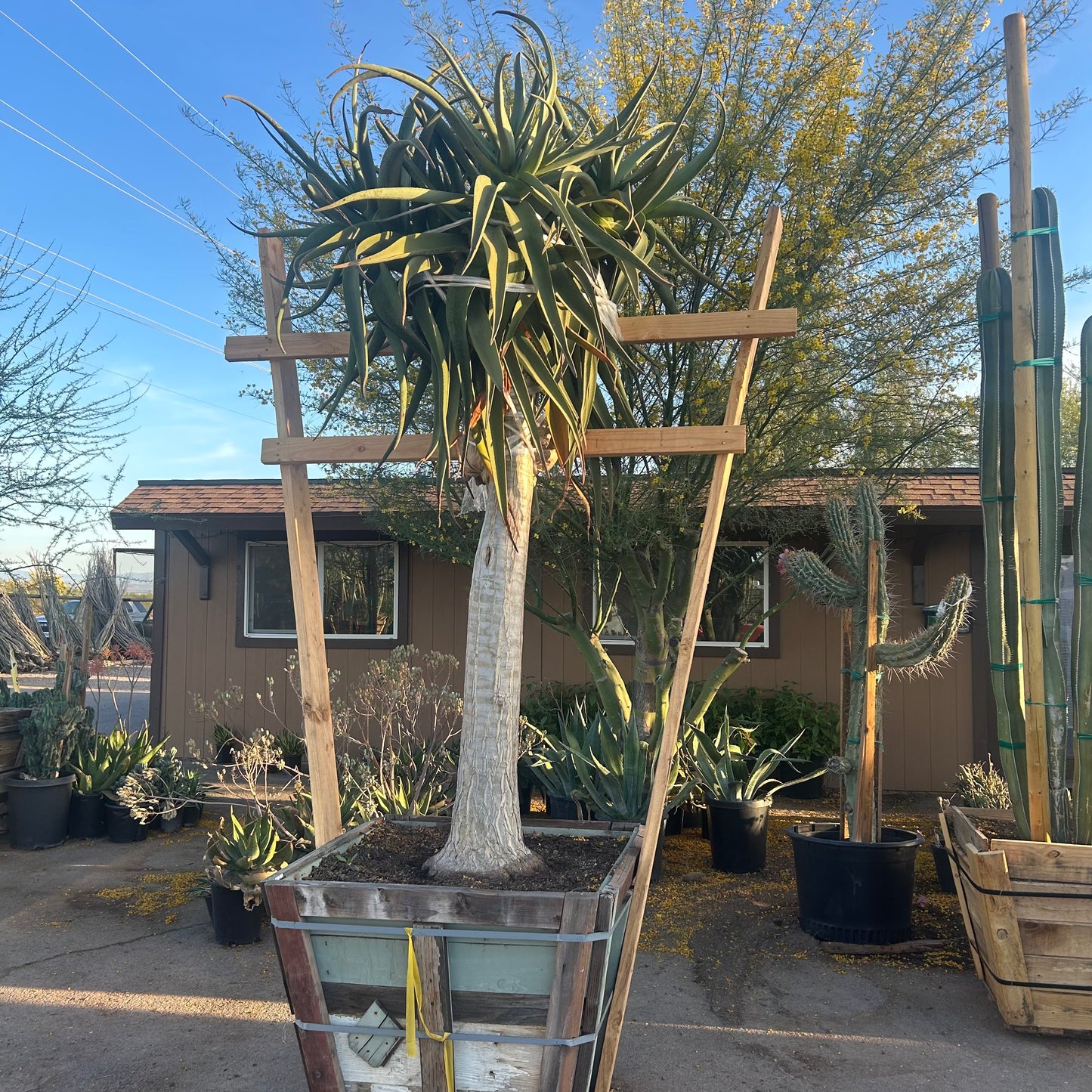 36" box Aloe Hercules (Aloe 'Hercules') in nursery pot — Phoenix, AZ
