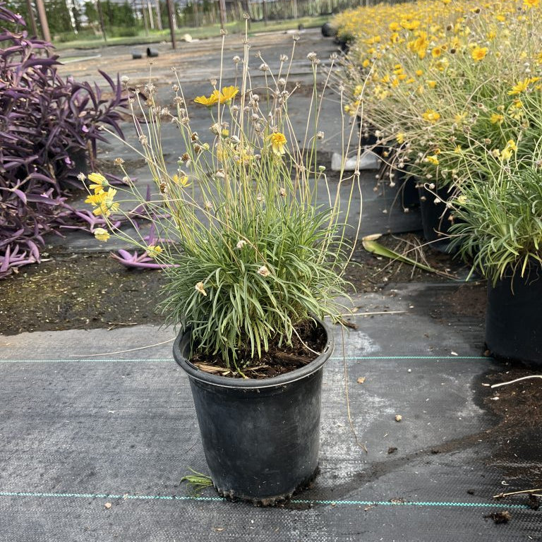 Buy Angelita Daisy Phoenix, AZ | Tetraneuris acaulis