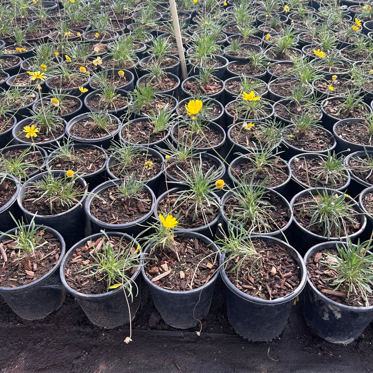 Angelita Daisy mounding perennial covered in cheerful yellow daisy flowers in a desert bed