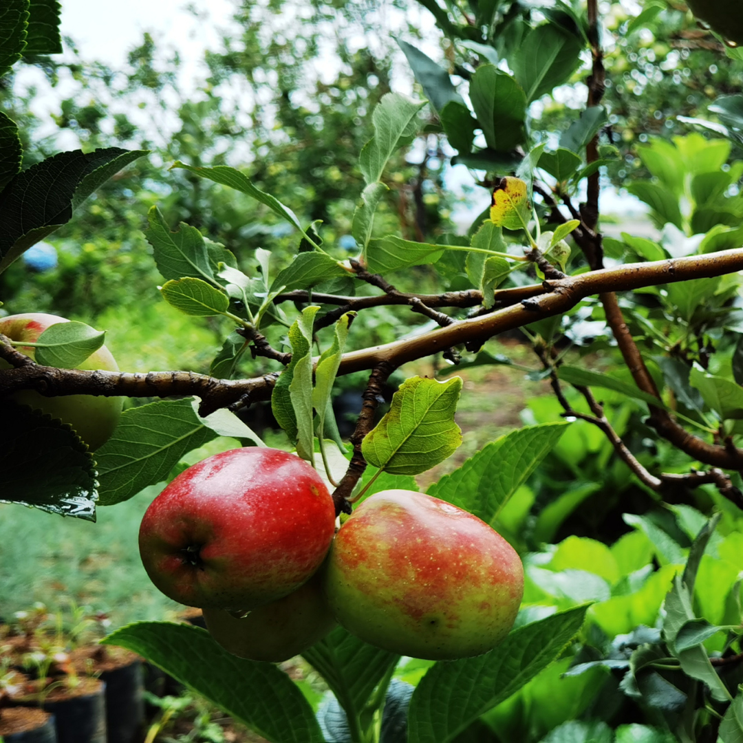 Anna Apple Tree (Malus domestica) with ripe red-blushed apples on branch — Phoenix, AZ