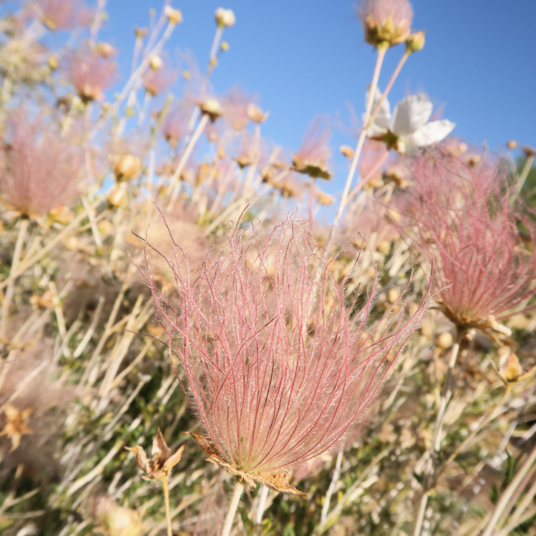 Apache Plume