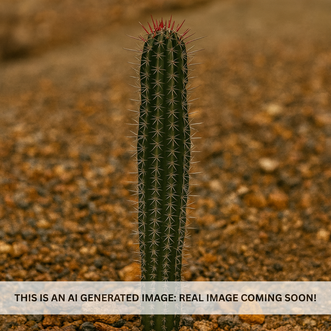 Buy Apache War Club Cactus Phoenix, AZ | B. emoryi | Three Timbers  Three  Timbers Landscape Materials