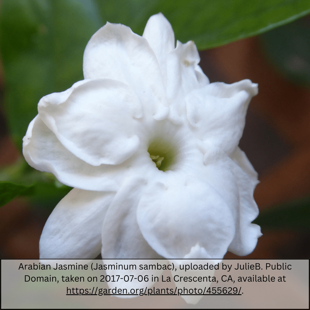 Arabian Jasmine (Jasminum sambac) close-up of ruffled white bloom with glossy green foliage — Phoenix, AZ