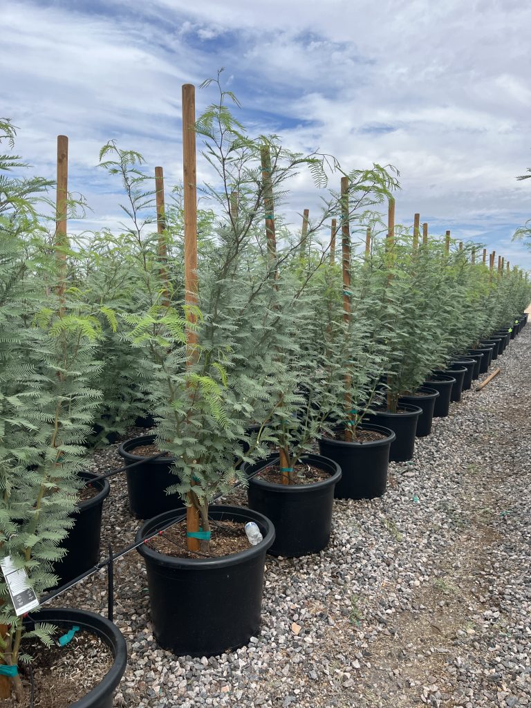 25 gallon Argentine King Mesquite (Prosopis alba) trees staked in rows at Three Timbers nursery — Phoenix, AZ