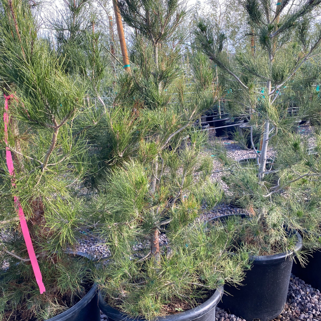Arizona Cypress (Cupressus arizonica) privacy screening trees in nursery pots at Three Timbers — Phoenix, AZ