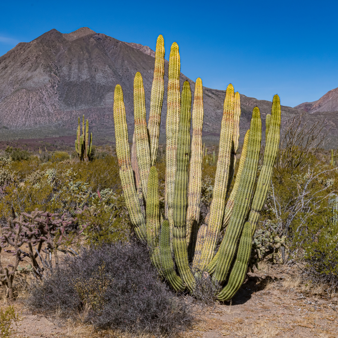 Arizona Organ Pipe