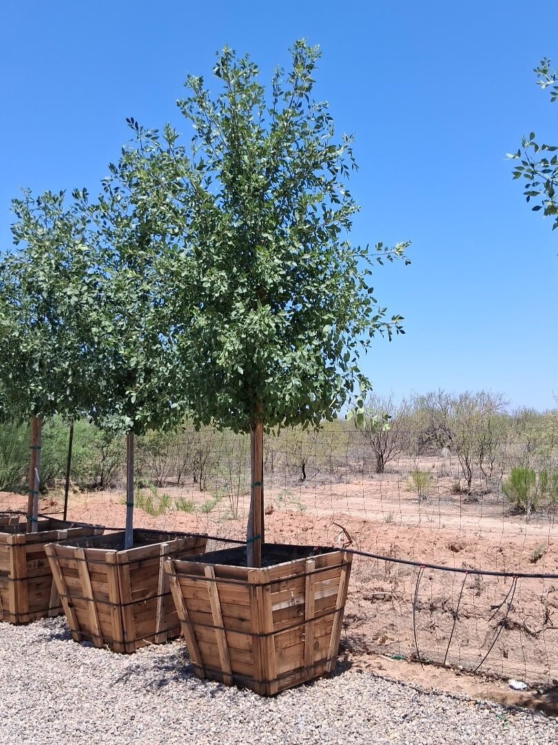 Arizona Ash