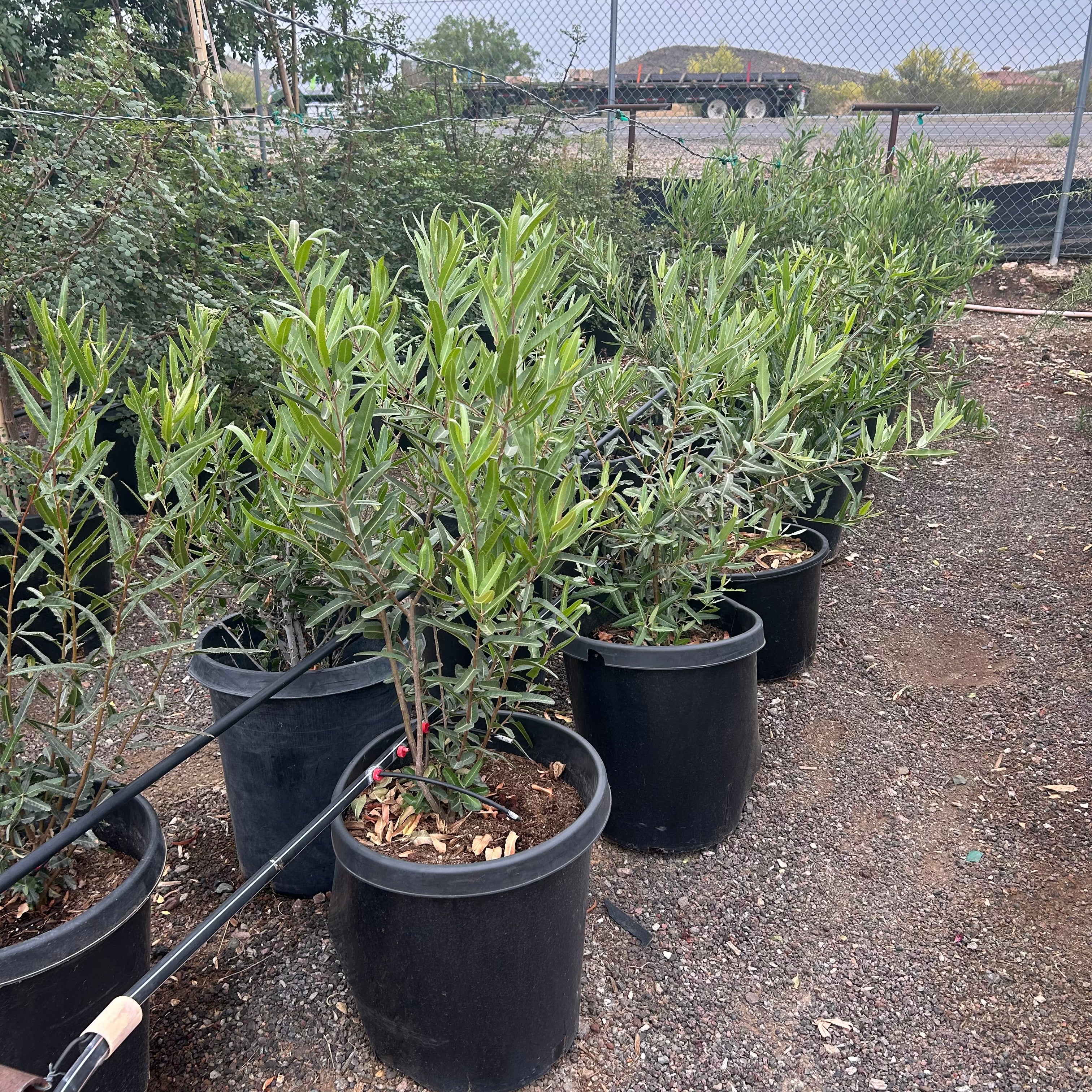 Buy Arizona Rosewood Phoenix, AZ | Vaquelinia