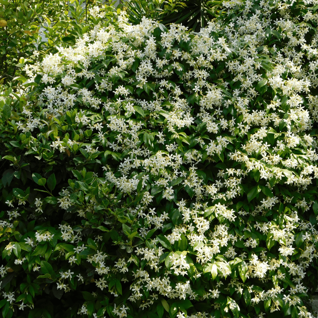 Buy Asian Jasmine Phoenix, AZ | Trachelospermum | Three Timbers Buy Asian Jasmine Phoenix, AZ | Trachelospermum | Three Timbers