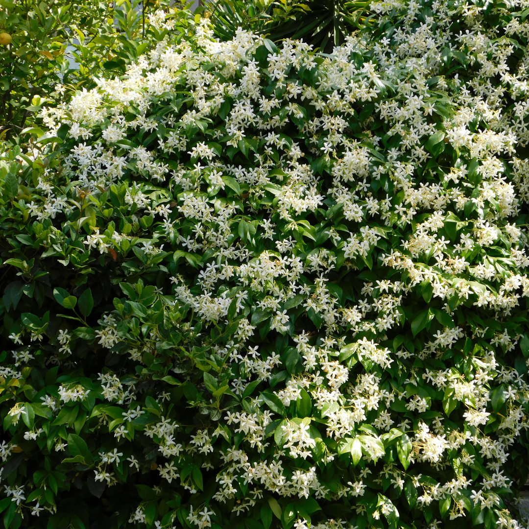 Asian Jasmine