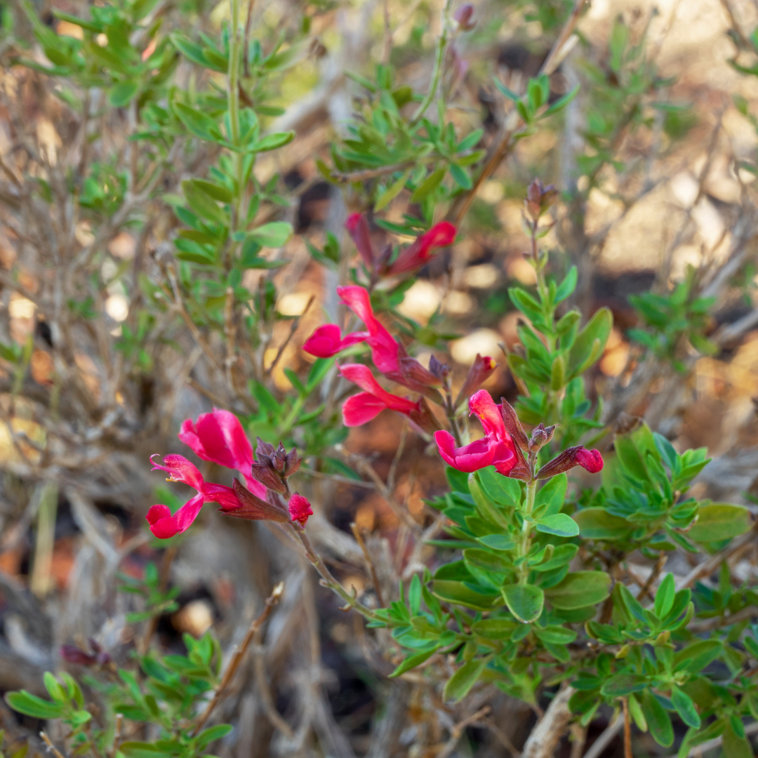 Autumn Sage - Pink